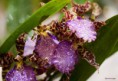 /album/l%27orchidee%3a-fleurs-des-songes-aux-contours-r%c3%aaveurs/goutte-deau-et-lorchidee-mars-2013-114-jpg/